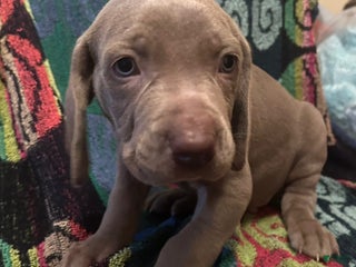 Weimaraner dogs - Ad 5