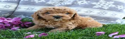 Cavapoo dogs for sale: Franny - Ad 3