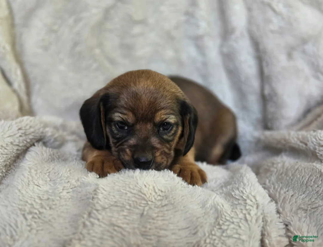 Puggle dogs for sale: Sable - Ad 2