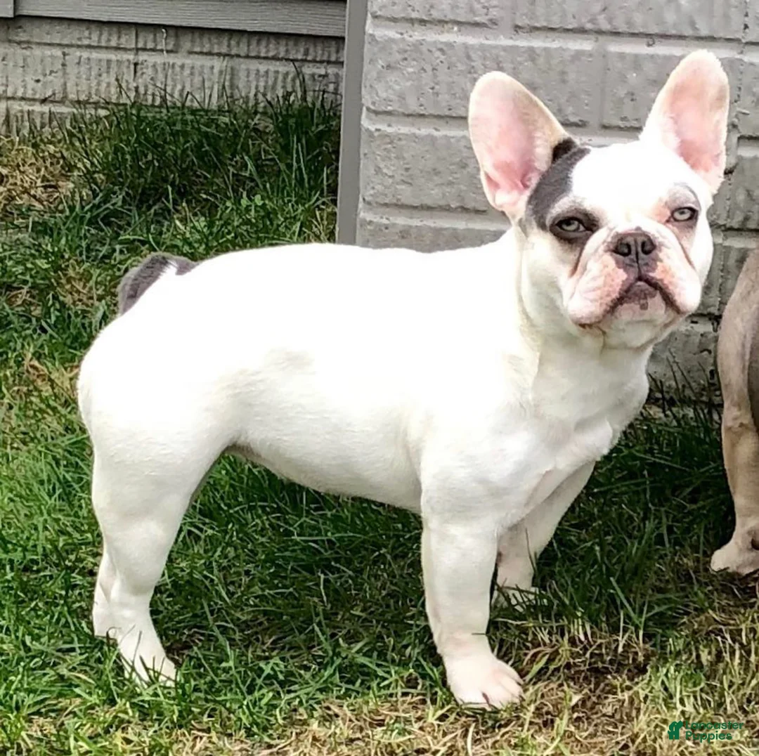French Bulldog dogs for sale: Pepper Our Lilac Tan Frenchie Boy  - Ad 2
