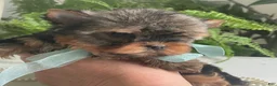 Yorkshire Terrier dogs for sale: Cash - Ad 12