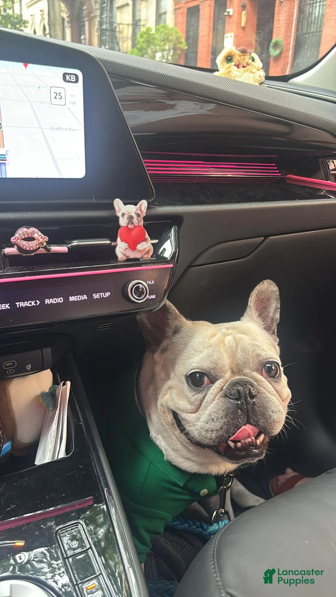 French Bulldog dogs for stud: Sky   - Ad 3