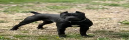 Cane Corso dogs for sale: Sam AKC - Ad 7