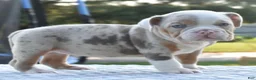 Mixed Breed dogs for sale: Maggie mini hybrid bulldog  - Ad 3