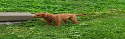 Mini Goldendoodle dogs for sale: Oscar - Micro - Ad 3