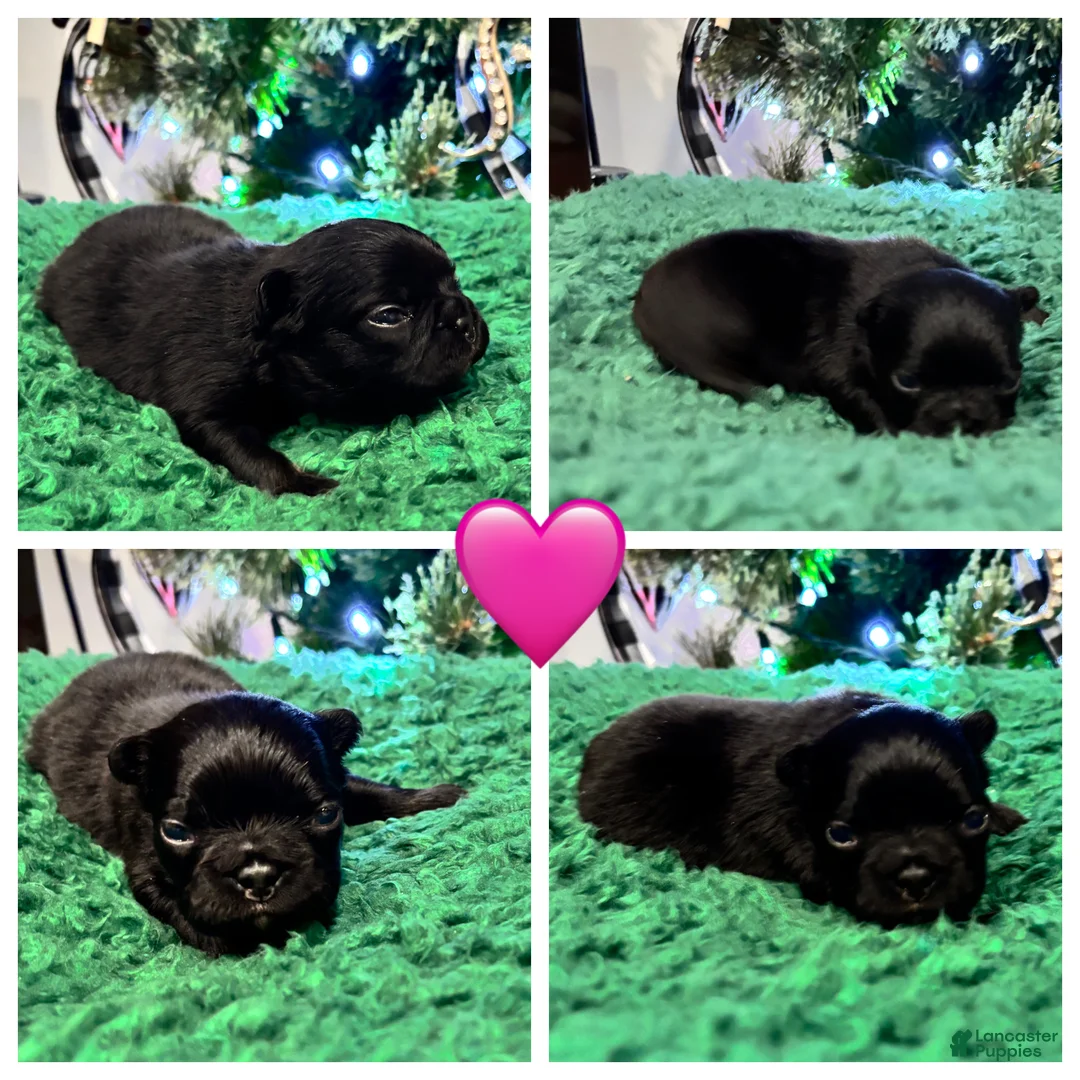 French Bulldog dogs for sale: French Bulldog Puppy 7 - Ad 1