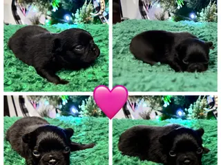 French Bulldog dogs French Bulldog Puppy 7 - Ad 22