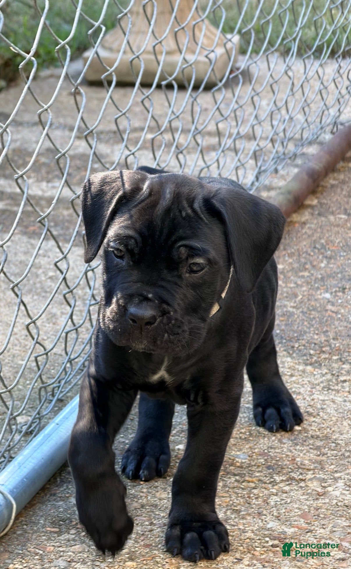 Cane Corso dogs for sale: Cane Corso (White) - Ad 1