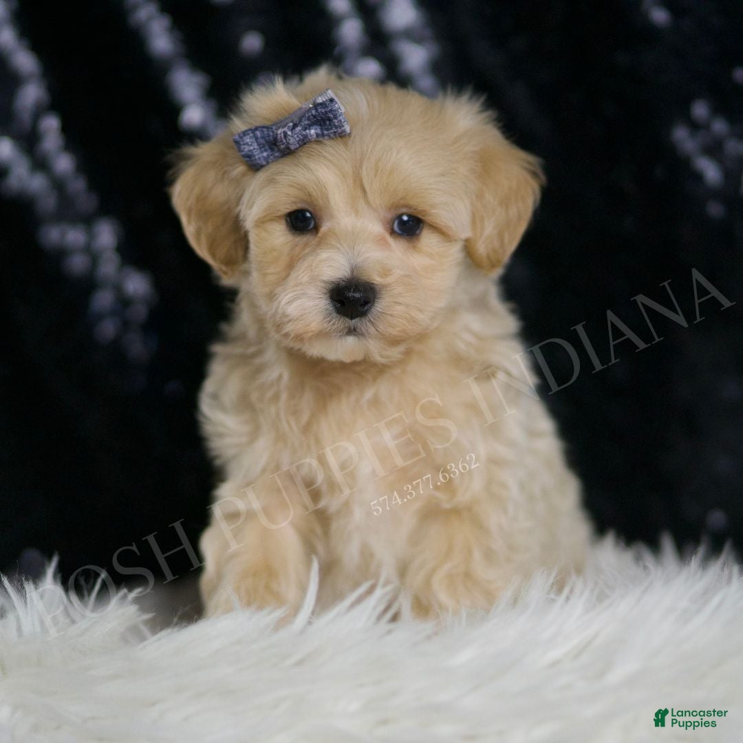 Maltipoo dogs Harvey - Ad 1