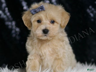 Maltipoo dogs - Ad 20