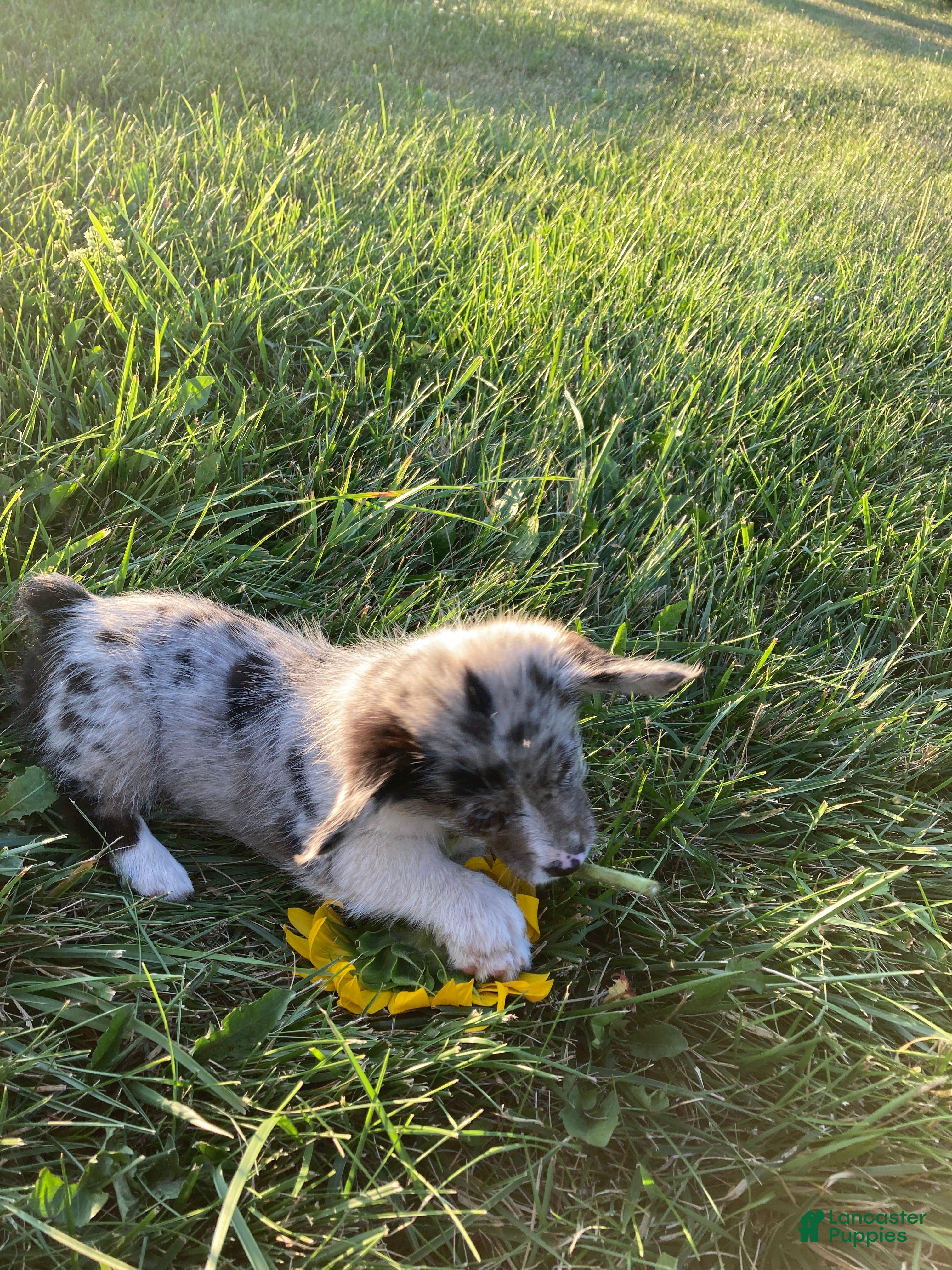 Corgipoo dogs Lexi  - Ad 2