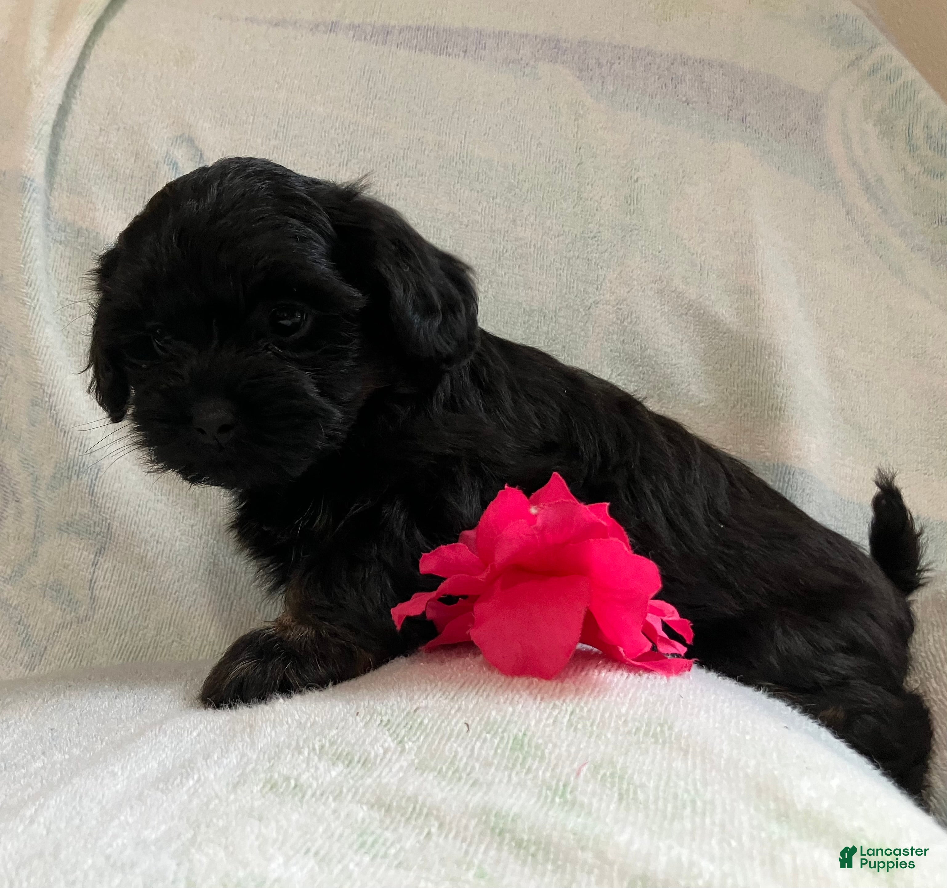 Shihpoo dogs Mandy - Ad 1