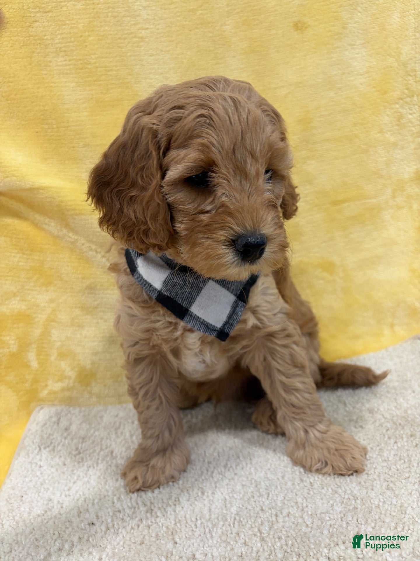 Mini Goldendoodle dogs for sale: Dakota - Ad 1