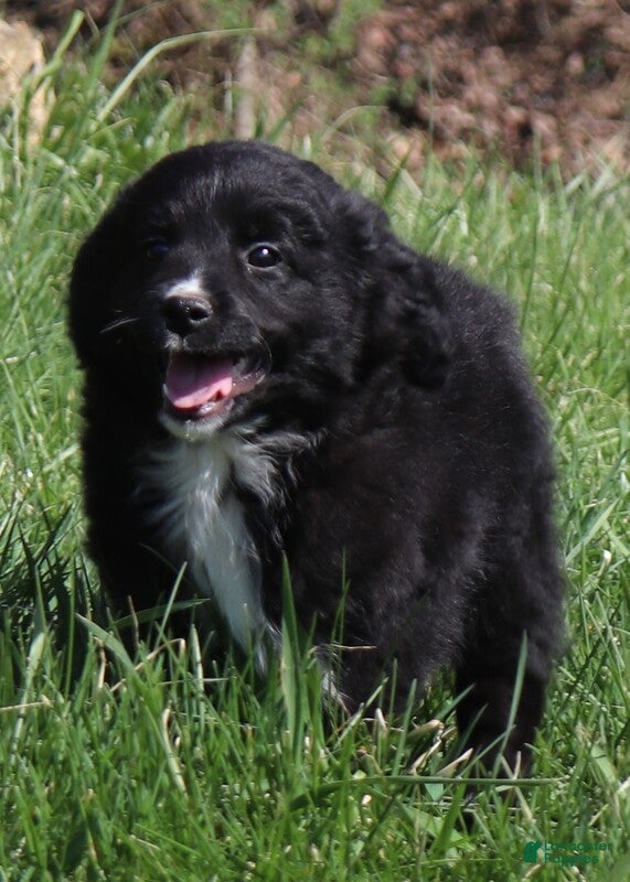 Goldendoodle dogs Goldendoodle Puppy 1 - Ad 42