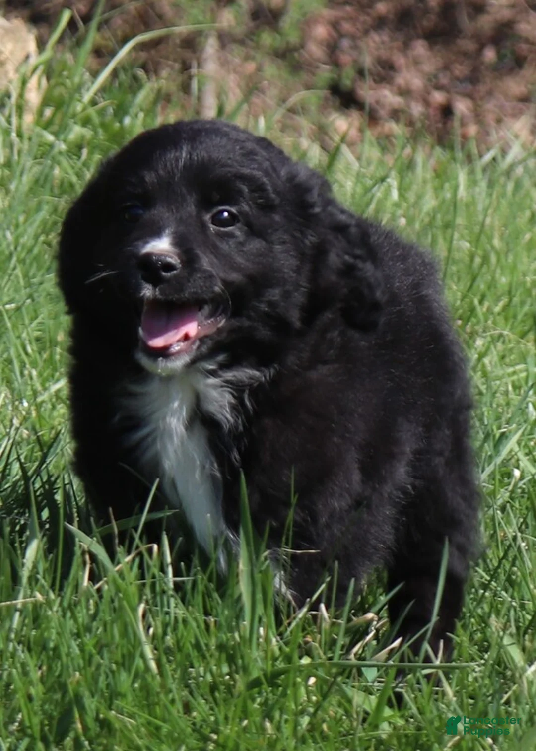 Goldendoodle dogs for sale: Goldendoodle Puppy 1 - Ad 1