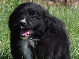 Goldendoodle dogs Goldendoodle Puppy 1 - Ad 42