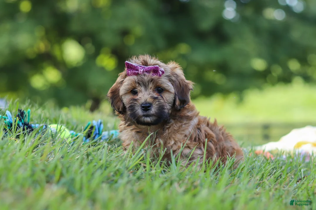 Yorkiepoo dogs for sale: Posie - Ad 1