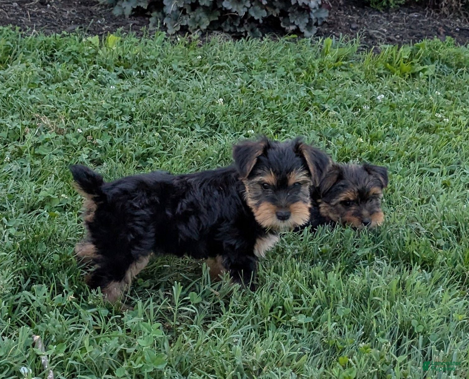Yorkshire Terrier dogs Ben - Ad 2