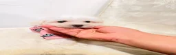 Maltese dogs for sale: Ares  - Ad 3