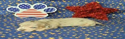 Miniature Dachshund dogs for sale: AKC Lexi Dapple female - Ad 5