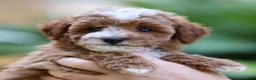 Toy Poodle dogs for sale: Piper - Ad 3