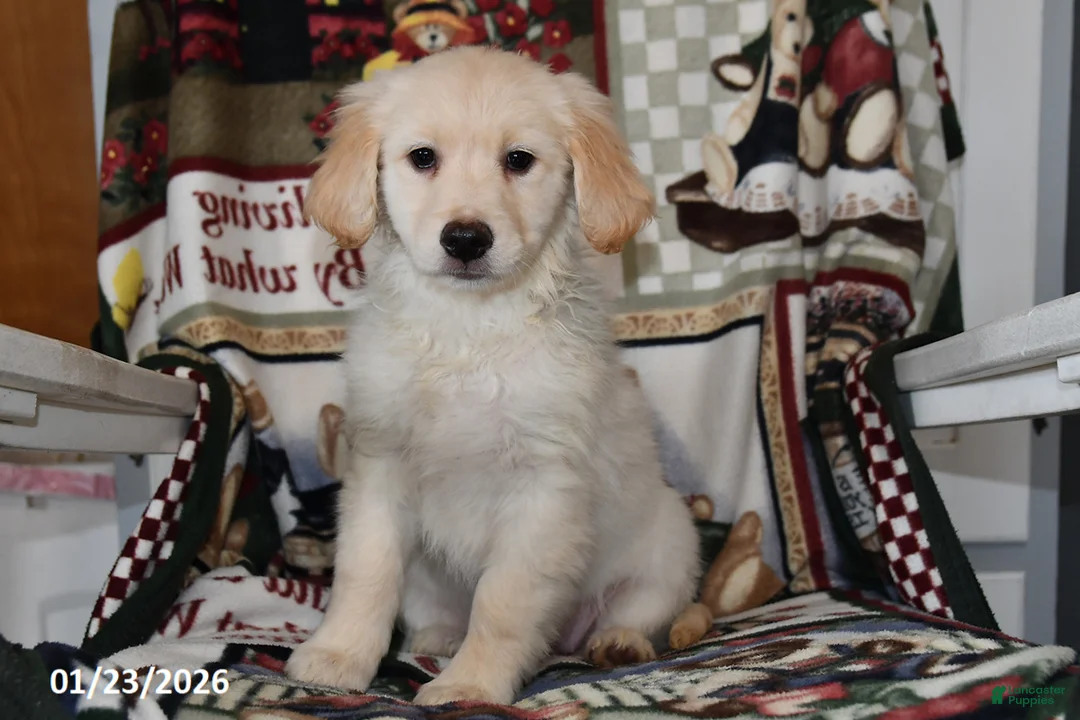 Mixed Breed dogs for sale: Annie - Ad 3