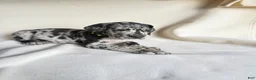 Great Dane dogs for sale: Tank-neon yellow - Ad 9