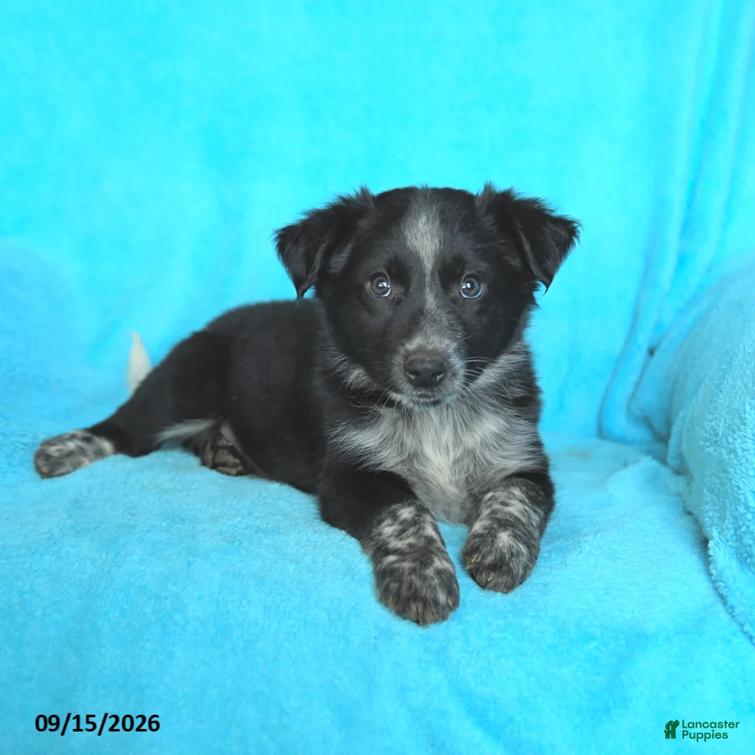 Mixed Breed dogs for sale: Junior - Ad 3