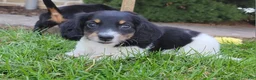 Miniature Dachshund dogs for sale: Sarge - Ad 1