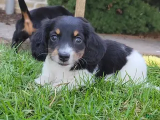 Miniature Dachshund dogs Sarge - Ad 6