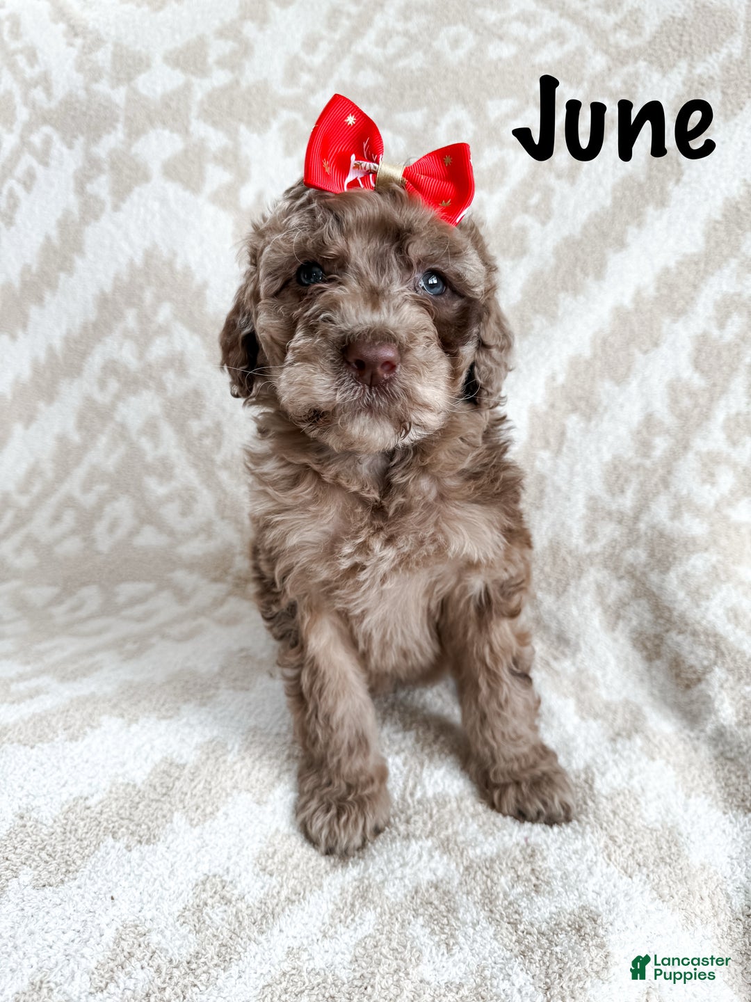 Aussiedoodle dogs for sale: June - Ad 3