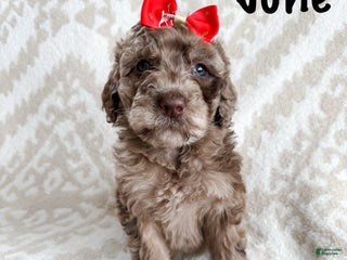 Aussiedoodle dogs June - Ad 23