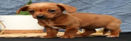 Miniature Dachshund dogs for sale: Beauty - Ad 3