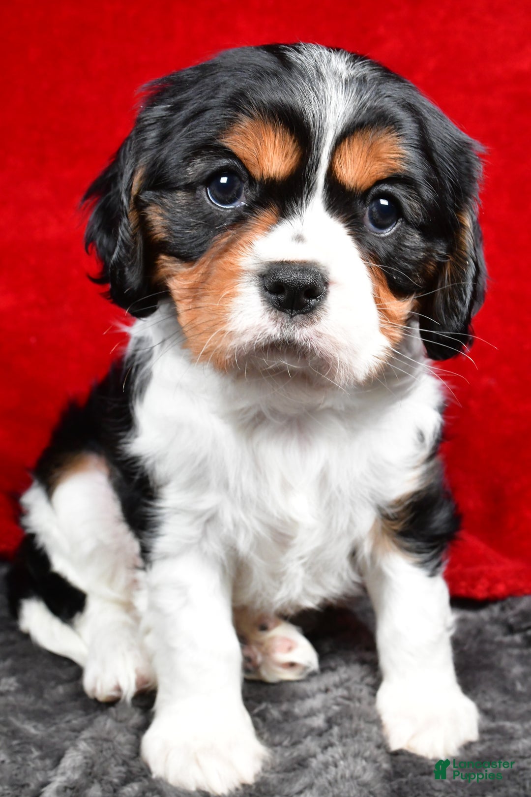 Cavalier King Charles Spaniel dogs for sale: Penny - Ad 6