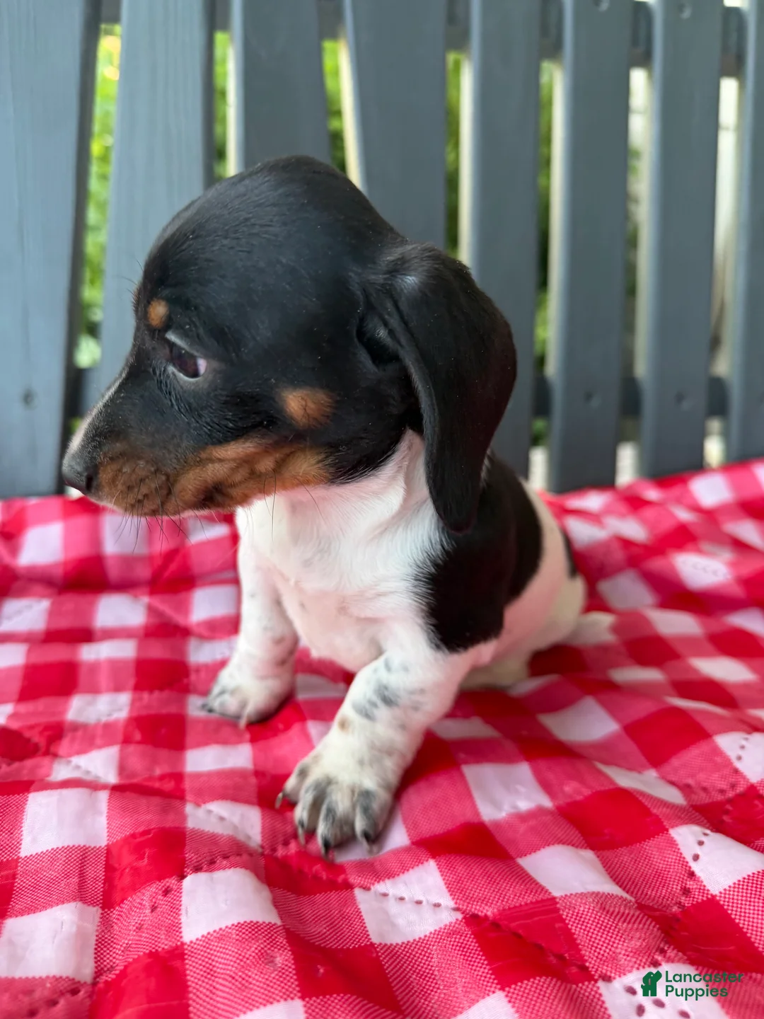 Miniature Dachshund dogs for sale: Willow - Ad 2