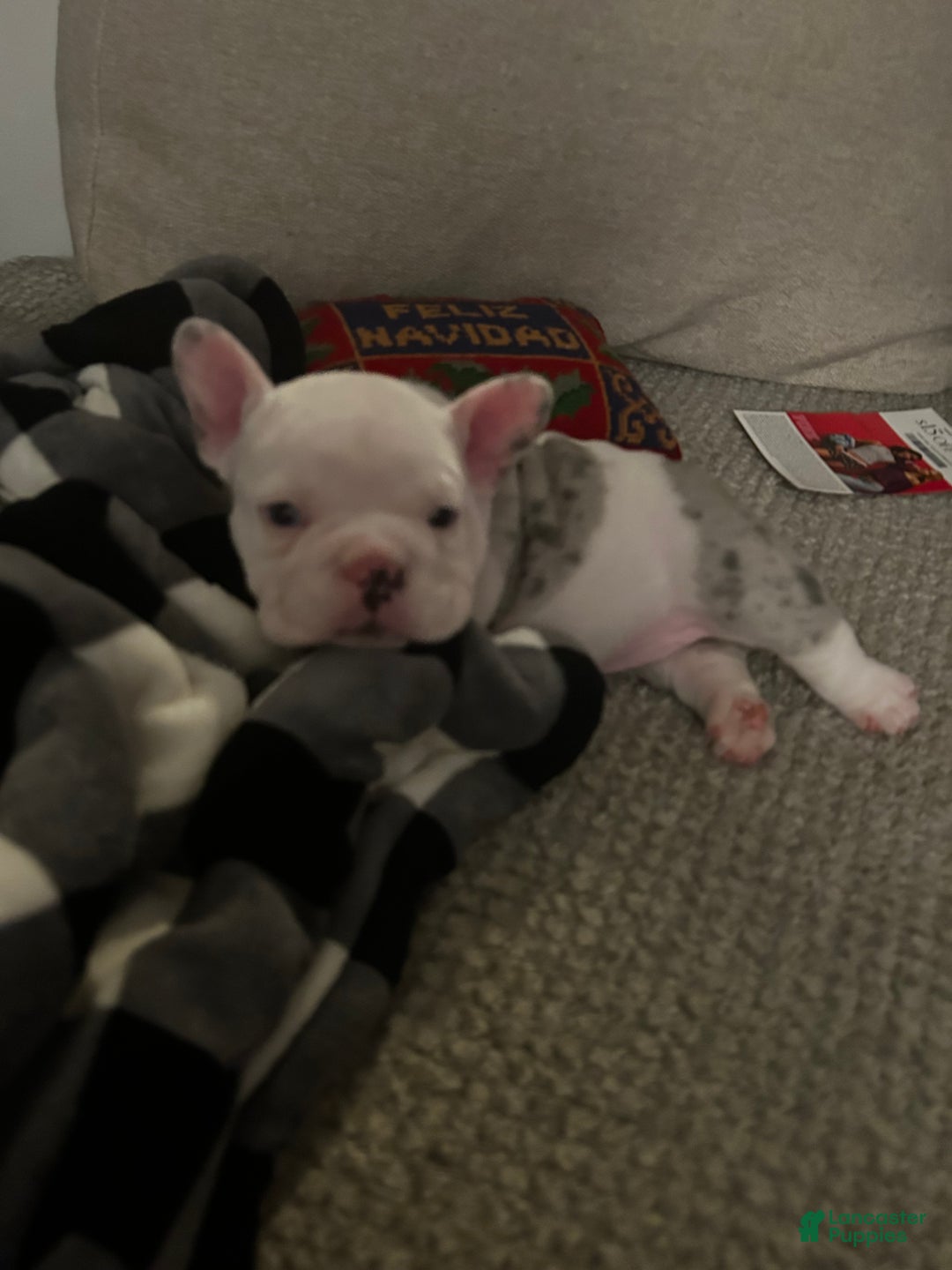 American Bully dogs for sale: American Bully Puppy 5 - Ad 4
