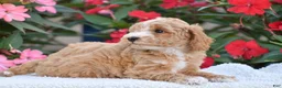 Mini Goldendoodle dogs for sale: Austin - Mini F1BB - Ad 4
