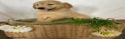 Golden Retriever dogs for sale: Harry - Ad 6