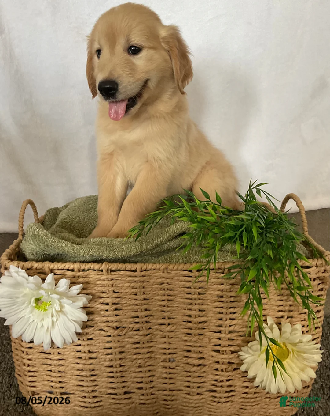 Golden Retriever dogs for sale: Harry - Ad 6