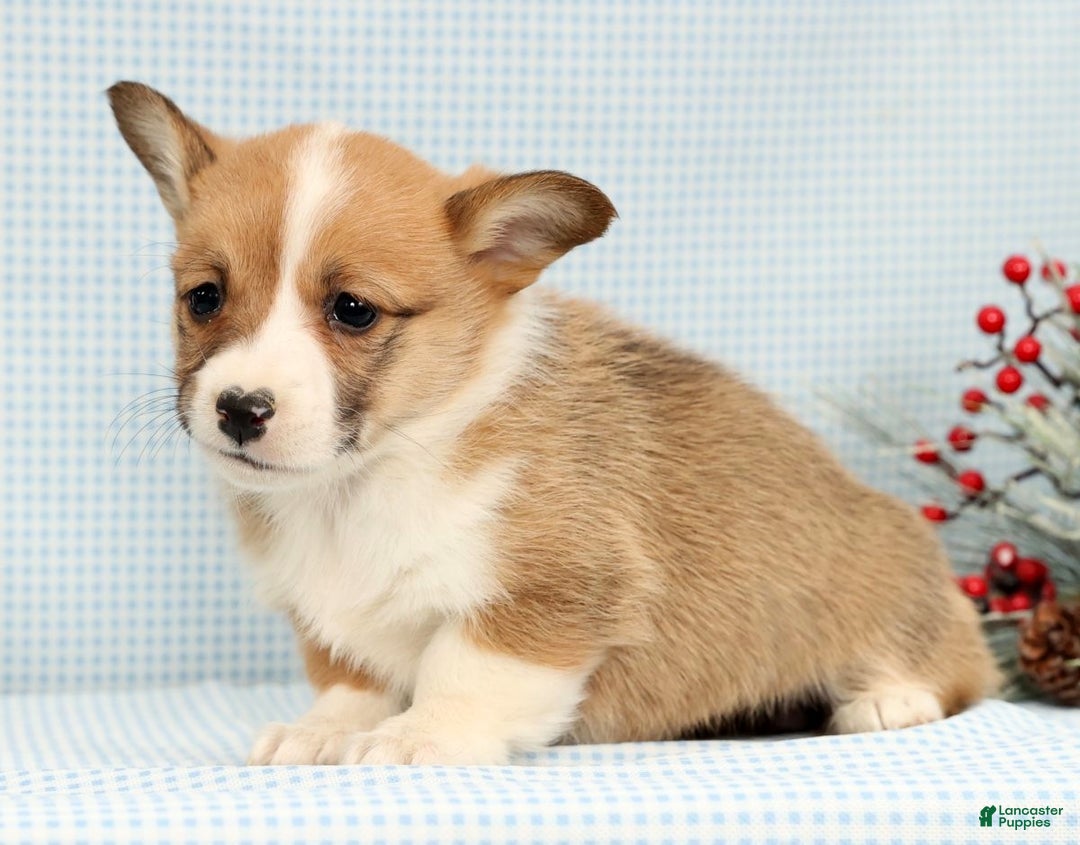 Welsh Corgi Pembroke dogs for sale: India - Ad 5
