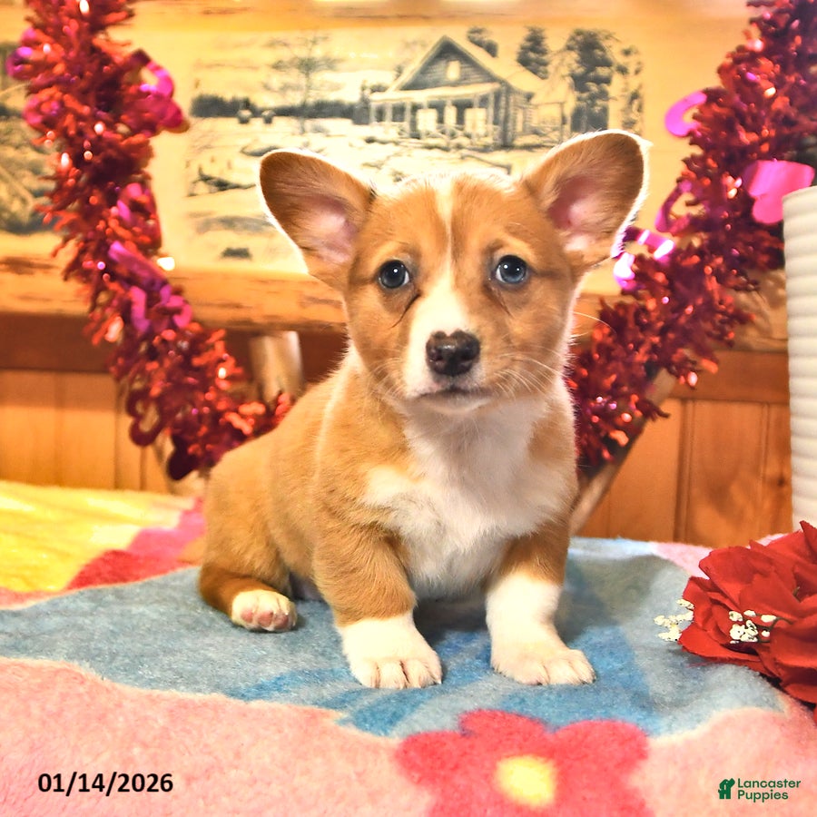 Welsh Corgi Pembroke dogs Sunny  - Ad 37