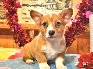 Welsh Corgi Pembroke dogs Sunny - Ad 28