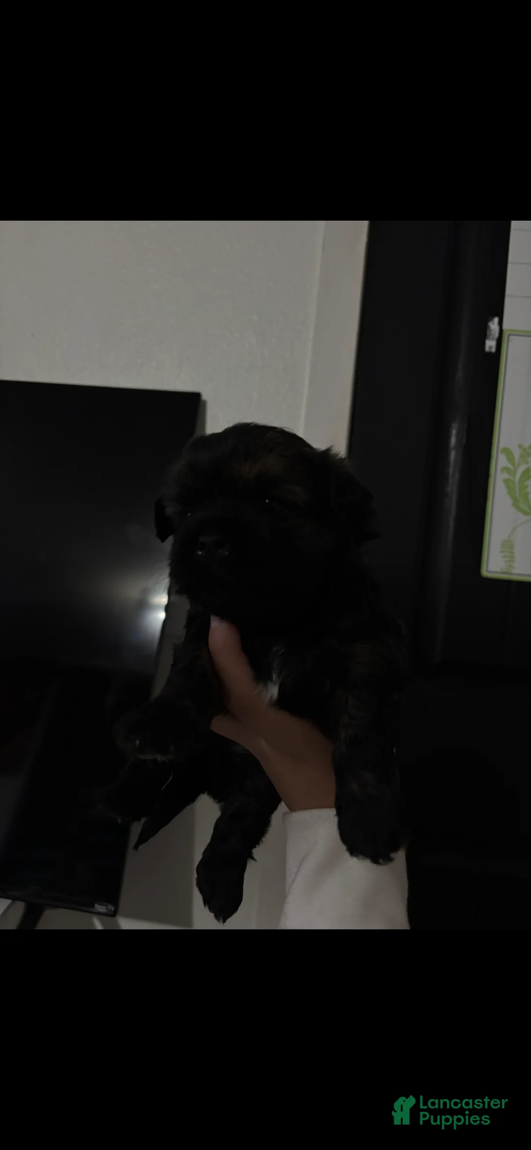 Shorkie dogs for sale: Shorkie Puppy 3 - Ad 3