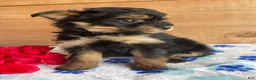 Pomapoo dogs for sale: Snuggles - Ad 2