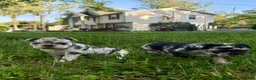 French Bulldog dogs for sale: Cookie - Ad 3