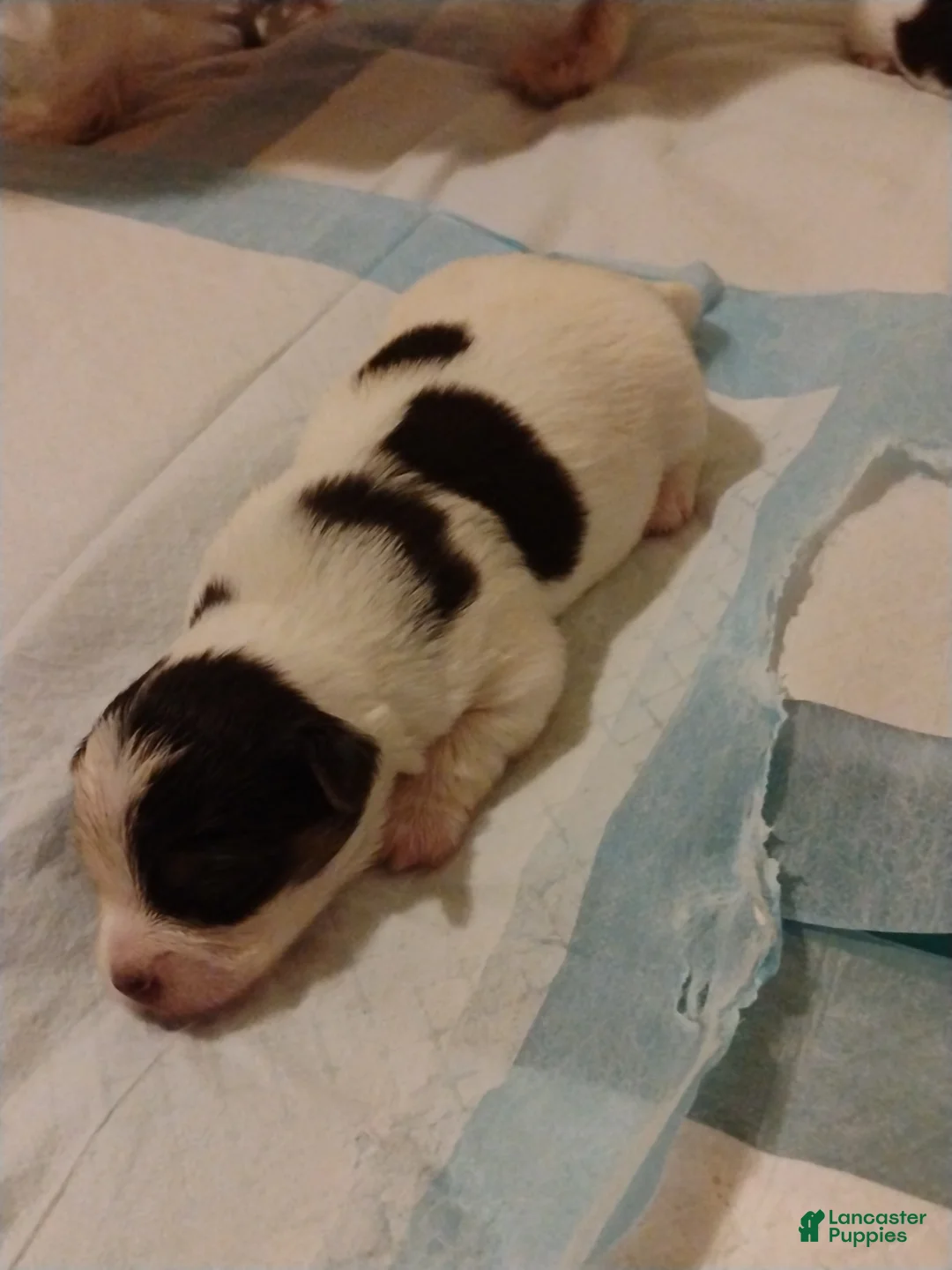 Biewer Terrier dogs for sale: Biewer Terrier Puppy 8 - Ad 2