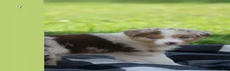 Australian Shepherd dogs for sale: Molly  - Ad 3
