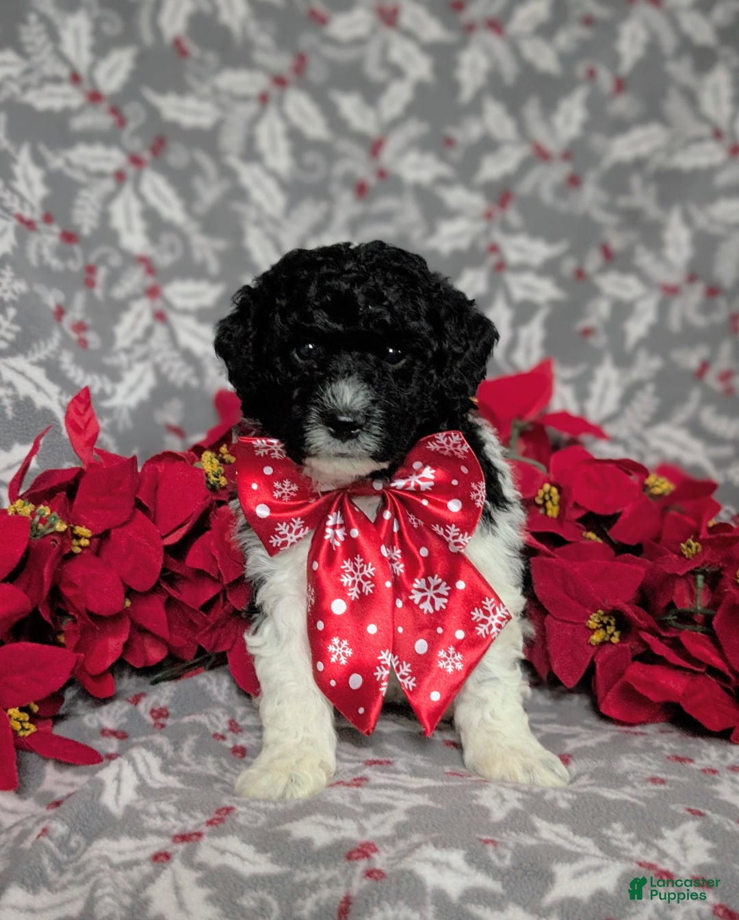 Mini Bernedoodle dogs for sale: Archie Hypoallergenic Ready for Christmas - Ad 2