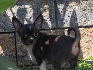 Chihuahua dogs Flanagan - Ad 10