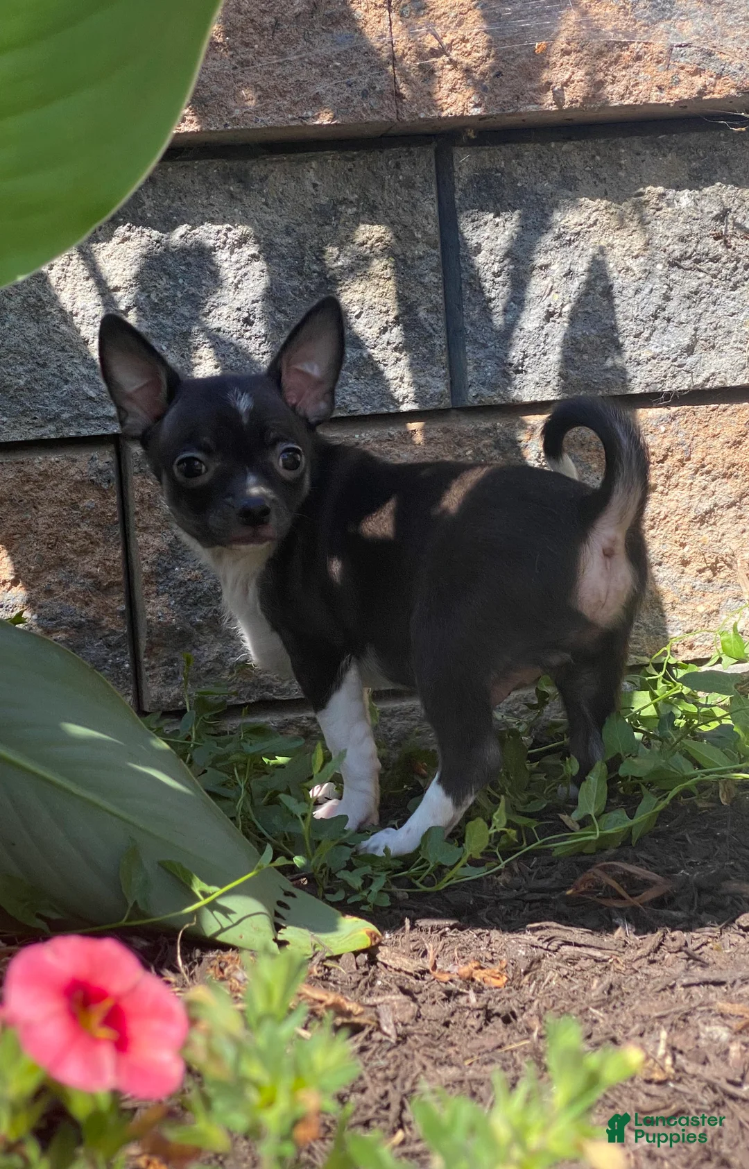 Chihuahua dogs for sale: Flanagan  - Ad 2